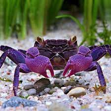 0812 3241 2221 pusat toko jual aneka macam bibit benih ikan hias dengan berbagai macam bentuk dan warna cantik yang bisa anda pesan secara langsung. Kepiting Air Tawar