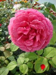 Sa notoriété comme chanteuse d'abord puis comme actrice de théâtre et de cinéma , lui line renaud baptise sa rose à courson. Photo Of The Bloom Of Rose Rosa Line Renaud Posted By Paul2032 Garden Org
