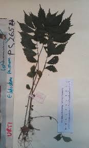 Image result for Elatostema welwitschii