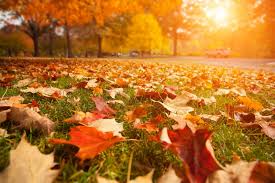 Your Garden Will Love Autumn Mulching - Jim's Mowing NZ