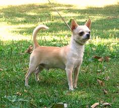 Chihuahua information including personality, history, grooming, pictures, videos, and the akc breed standard. Chihuahua Hunderasse Wikipedia