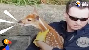 Generally only one fawn is born but with most species of deer two or three of them at a time is possible. Crying Baby Deer Reunited With His Mom The Dodo Youtube