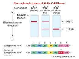 Ask questions about your assignment. 94 Questions With Answers In Anemia Science Topic