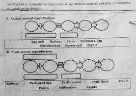 This is a worksheet on plant cell and animal cell that helps you to assess your understanding on the structure of both types of cell. What Is A Fertilized Egg Called Brainly