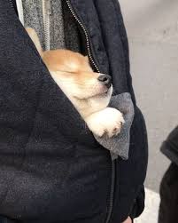 Tracy Adli Kullanicinin Hayvanlar Panosundaki Pin Shiba Inu Kopek Hayvan