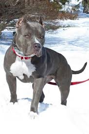 Beautiful Pitbull Pitbulls Animals Beautiful Dogs
