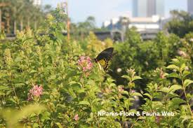 Image result for Ruspolia seticalyx