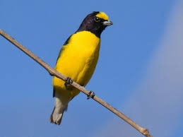 Image result for Equilabium stenosiphon