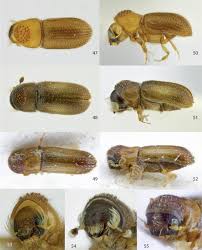 Image result for Strombosiopsis