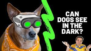 Can Dogs See In The Dark Do Dogs Have Night Vision Puppy Video In The Dark The Darkest