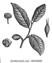 Image result for Antiaris toxicaria