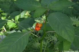 Image result for Impatiens kivuensis
