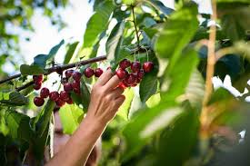 20 Best Cherry Captions For Instagram