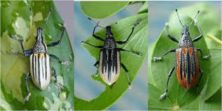 Image result for Mimusops obtusifolia