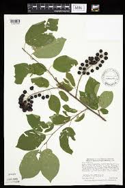 Image result for Rubus chapmanianus