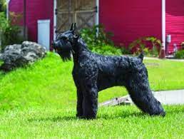 Heart of texas giant schnauzers is a participant in the amazon services llc associates program, an affiliate advertising program designed to provide a means for us to earn fees by linking to amazon.com and affiliated sites. Giant Schnauzer Dog Breed Profile Petfinder