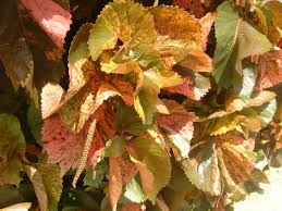 Image result for Acalypha manniana