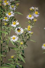 Image result for Asterochaete