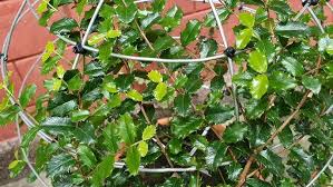 Image result for Malpighia coccigera