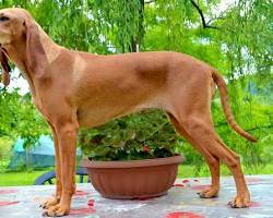 Immagine di Segugio Italiano dog breed