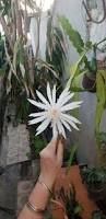 Image result for Epiphyllum