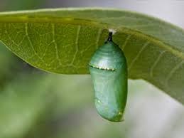 Image Result For Chrysalis Identification Chart Garden