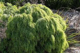 Due to its mounding, grassy growth habit we suggest planting little river wattle on a hillside landscape or any coastal landscape. Acacia Cognata A Beautiful And Resistant Tree Gardening On