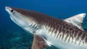 Tiger Sharks In Troubled Waters As Queensland Population Plummets Tiger Shark Shark Big Shark