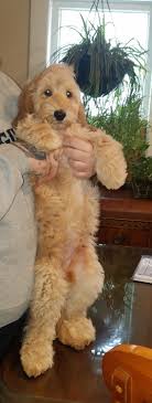 This labradoodle nicknamed puppy sold and went to a new family. Labradoodle Puppies For Sale West 56th Street Cleveland Oh 325838