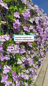 Image result for Bignonia callistegioides