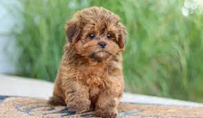 Because this is a mixed dog breed, it is not recognized by the american kennel club (akc). Shih Poo Health Issues You Must Know About The Dogs Journal