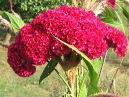 20 Giant Cockscombs Flower Seeds 1024 Etsy Flower Seeds Flowers Celosia Flower