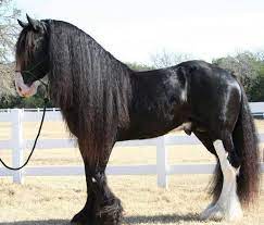 Mar 22, 2021 · clydesdales are known to grow to a height of over 18 hands, which means a height of over 6 feet for the average horse. Pin On Horses