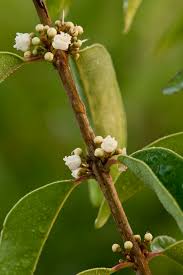 Image result for Eugenia aschersoniana