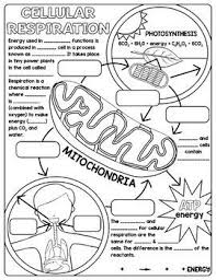 Cellular Respiration Science Doodle Notes Inb Mini Ancho Biology Lessons Biology Classroom Teaching Biology