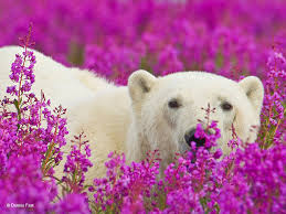 Veldkamp's flowers, denver florist since 1959. Canadian Photographer Captures Polar Bears Playing In Flower Fields Bored Panda