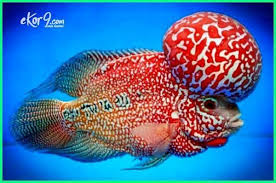 Cara Merawat Ikan Louhan Si Flowerhorn Yang Jenong Dunia Fauna Hewan Binatang Tumbuhan Ikan Binatang Hewan