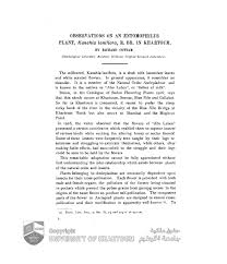 Image result for Kanahia laniflora