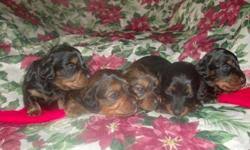 Maybe you would like to learn more about one of these? Mini Dachshund Puppies For Sale Price 300 00 For Sale In Solon Iowa Stuffinus