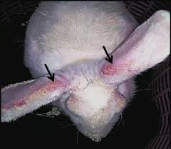 Image result for scabies rabbits ears