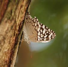 Image result for Cribbia brachyceras