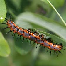 Identify Caterpillars By Pictures And Where Do Caterpillars