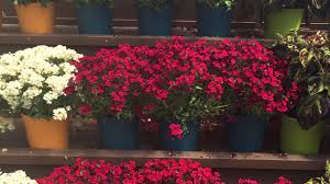 Cottage gardens stuart, fl location is a 34 acre facility situated on the atlantic coast of south florida. California Spring Trials