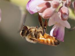 We did not find results for: Bathing Bee Album On Imgur