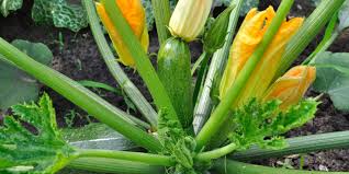 One vigorous zucchini plant can easily supply a family of four. The Secrets To Growing Zucchini How To Grow A Bumper Crop