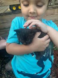 Cheapest place near Macomb to get a cat neutered?