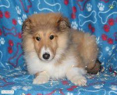 Both parents are on the farm. 99 Karen S Collie Corner Ideas Collie Puppies Dogs