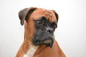 Growth Boxer Puppy Weight Chart Boxer