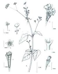 Image result for Boerhavia erecta