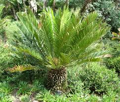 Image result for Encephalartos